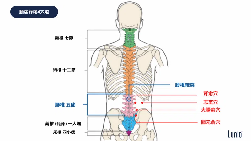 幫助舒緩腰痛(下背痛)的四個下背穴道