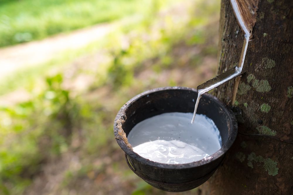 橡樹採集的汁液是乳膠原料