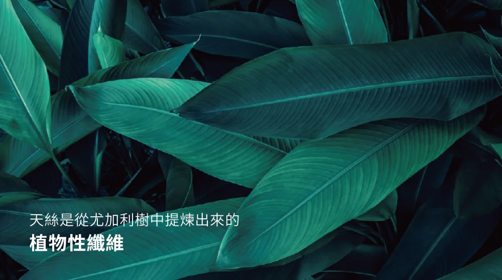 天絲是從尤佳利樹中提煉出來的植物性纖維