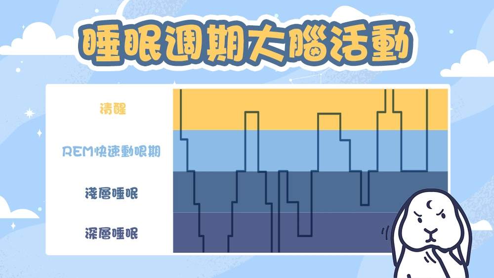 睡眠週期大腦活動